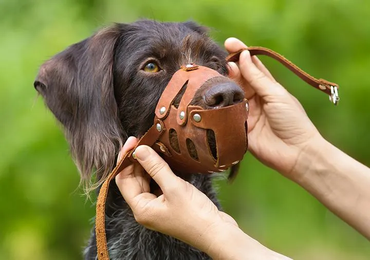 Czy pies w kagańcu może biegać luzem? Oto, co powinieneś wiedzieć!