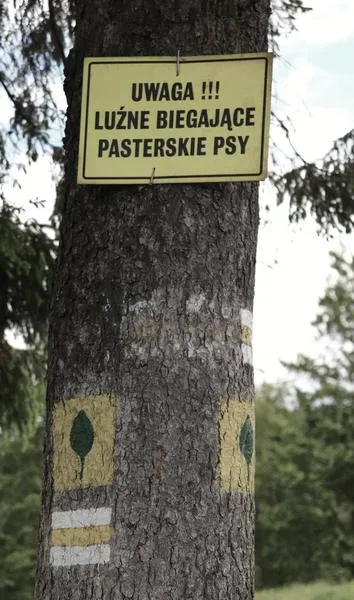 Aktywni właściciele psów