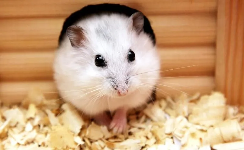 Bieganie w kółku u chomików