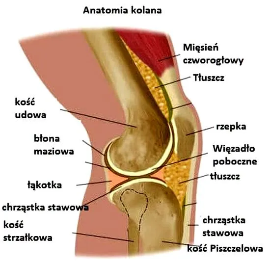 Ból kolana po bieganiu