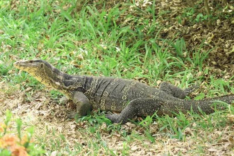 Fakty o waranie z Komodo