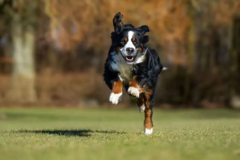 Pies z podkulonym ogonem