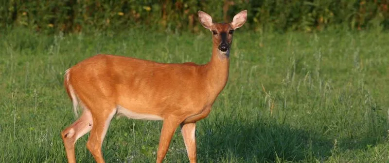 Prędkość biegu jelenia