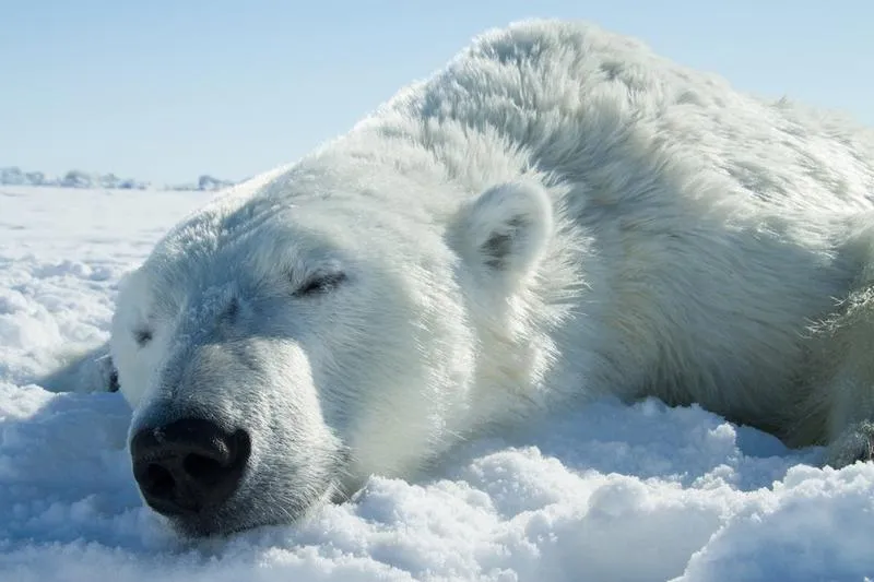 Prędkość biegu niedźwiedzia polarnego