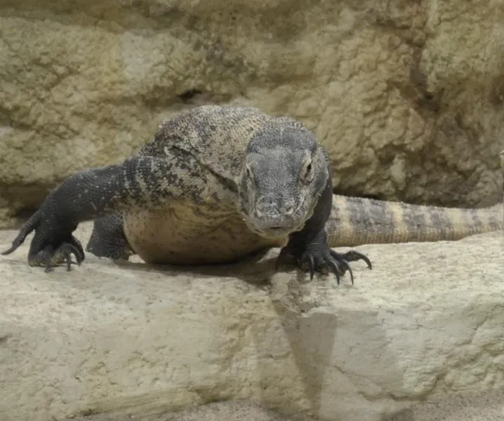 Prędkość warana z Komodo