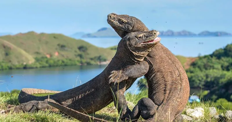 Waran z Komodo